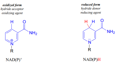 NAD(P) olus is the oxidized form. Hydride acceptor oxidizing agent. NAD(P)H is the reduced form, hydride donor, reducing agent. 