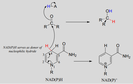 NAD (P) H sirve como donante de hidruro nucleofílico.