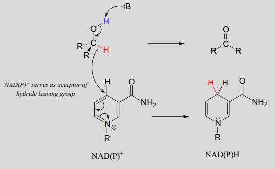 NAD (P) plus sirve como aceptor del grupo lábil hidruro.