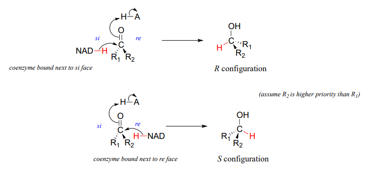 Coenzyme bound next to si face gives a R configuration. Coenzyme bound next to re face give a S configuration. 