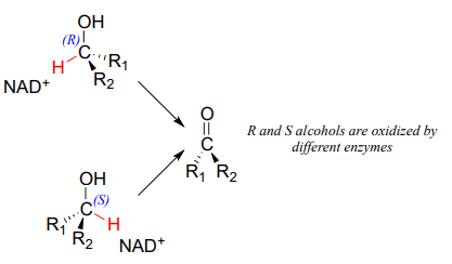 R and S alcohols are oxidized by different enzymes. 