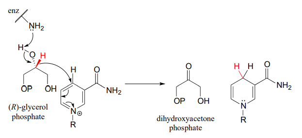(R)-glycerol phosphate produces dihydroxyacetone phosphate. 