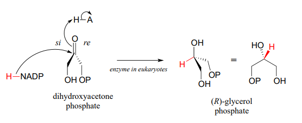 El fosfato de dihidroxiacetona reacciona con la enzima en eucariotas para producir (R) -glicerol fosfato.