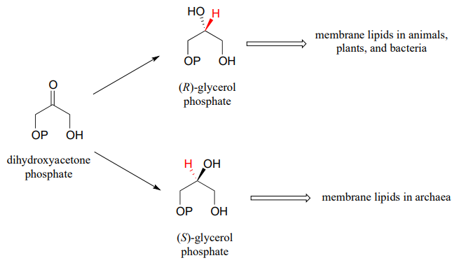 Dihydroxyaceton phosphate can become (R)-glycerol phosphate which is the membrame lipids in animals, plants, and bacteria, or can become (S)-glycerol phosphate which is the membrane lipids in archaea. 