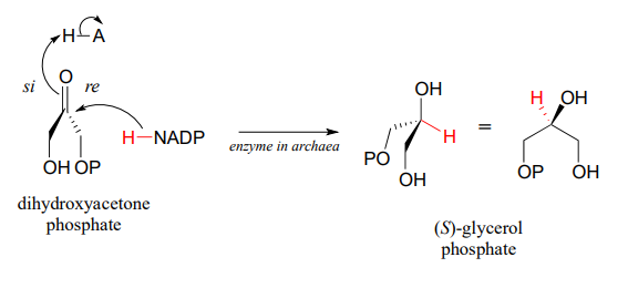 El fosfato de dihidroxiacetona reacciona con enzimas en arqueas para producir (S) -glicerol fosfato.