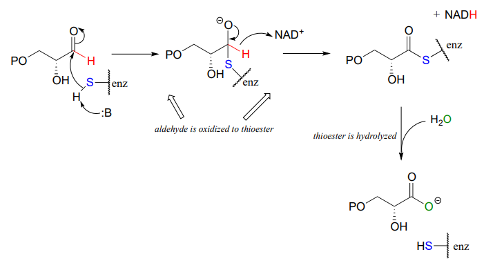 Aldehyde is oxidized to thioester. Thioester is hydrolyzed. 