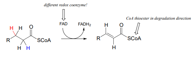 A different redox coenzyme FAD is used. CoA thioester in degradation direction. 