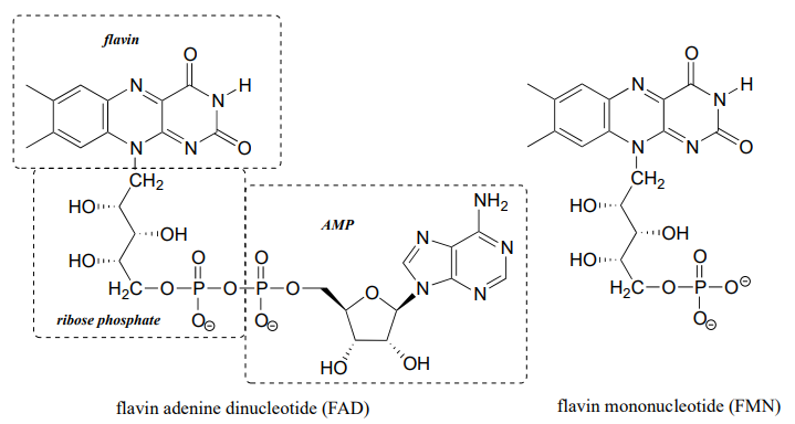 Bond line drawings of flavin adenine dinucleotide FAD and flavin mononucleotide FMN. 