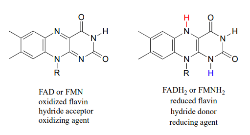 FAD of DMN oxidized flavin, hydride acceptor, oxidizing agent. FADH2 of FMNH2 reduced flavin, hydride donor, reducing agent. 