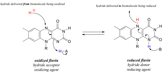 Hydride delivered from biomolecule being oxidized to the oxidized flavin. Hydride delivered to biomolecule being reduce on the reduced flavin. 