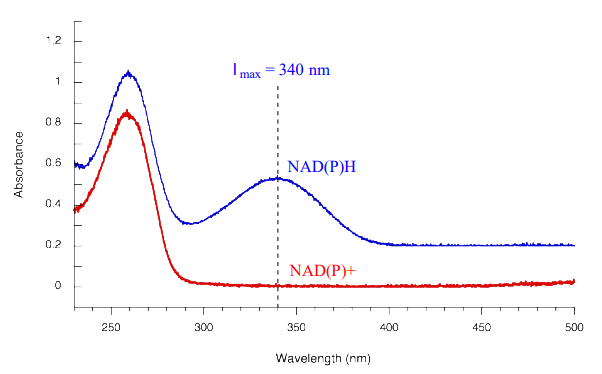 Gráfica de absorbancia contra longitud de onda en mm. La gráfica muestra NAD (P) H en azul y NAD (P) plus en rojo.
