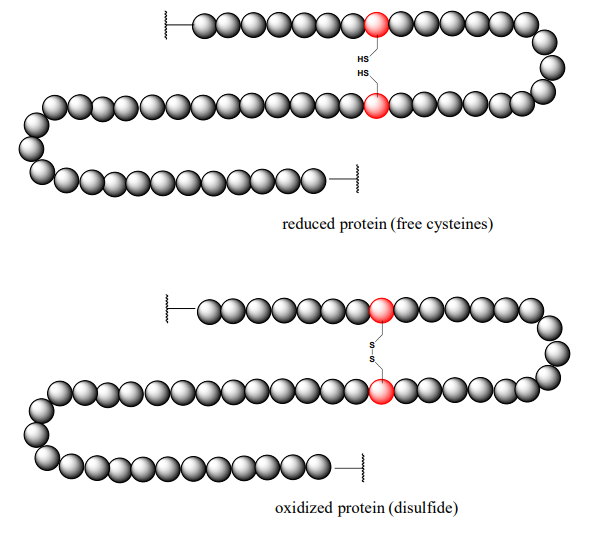 En la proteína reducida, hay cisteínas libres. En la proteína oxidada hay un puente disulfuro.