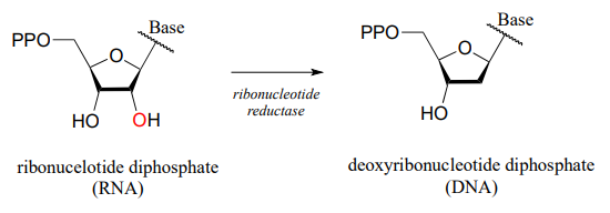 Ribonucleotide diphosphate (RNA) reacts with ribonucleotide reductase to produce deoxyribonucleotide diphosphate (DNA).