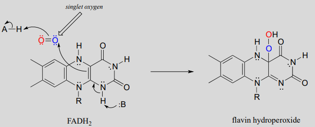 FADH2 tiene oxígeno singlete y se convierte en hidroperóxido de flavina.