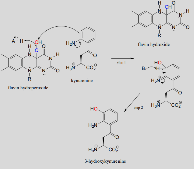 Flavin hydroperoxide reacts with kynurenine to produce 3-hydroxykynurenine. 