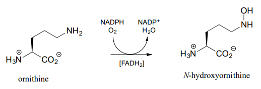 Ornithine reacts with O2, NADPH, and FADH2 to produce NADP plus, water, and N-hydroxyornithine. 