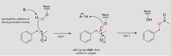El primer paso es la adición nucleofílica de peróxido de flavina a la cetona. La segunda etapa tiene el desplazamiento del grupo alquilo de carbono a oxígeno.