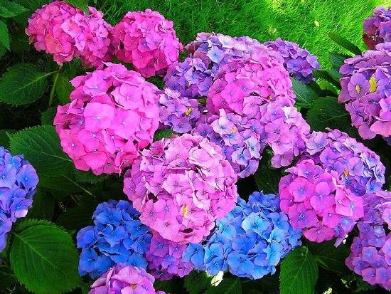 Figure_6_Hydrangea_with_different_flower_colours.jpg