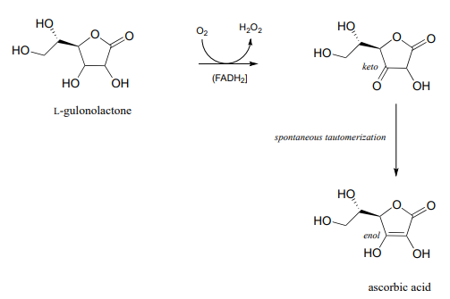 L-gulonolactone reacts with O2 and FADH2 to produce H2O2 and an intermediate that goes through spontaneous tautomerization to produce ascorbic acid. 