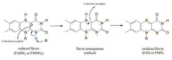 Reduced flavin (either FADH2 or FMNH2) has one electron acceptor becomes falvin semiquinone radical which has one electron acceptor becomes oxidized flavin (FAD or FMN).