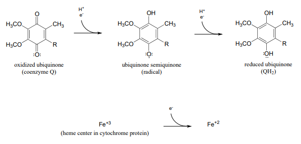 Oxidized ubiquinone (Coenzyme Q) reacts with H plus and an electron to produce ubiquinone semiquinone radical which reacts with H plus and an electron to produce reduced ubiquinone (QH2). Iron three plus (the heme center in cytochrome protein) reacts with one electron to produce Iron two plus. 