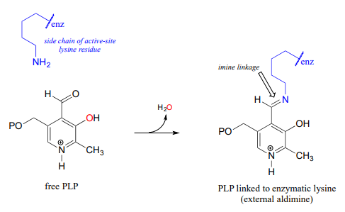 Free PLP reacts with the side chain of active-site lysine residue to produce water and PLP linked to enzymatic lysine (external aldimine). 