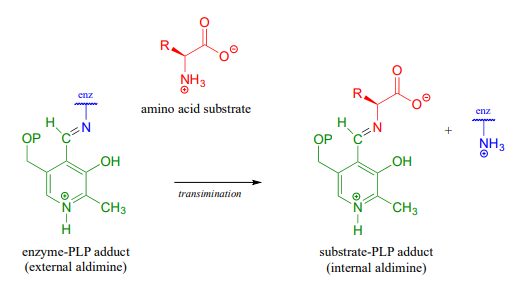 El aducto enzima-PLP (aldimina externa) y el sustrato de aminoácidos se someten a transiminación para producir aducto sustrato-PLP (aldimina interna) y una enzima con NH3 plus.