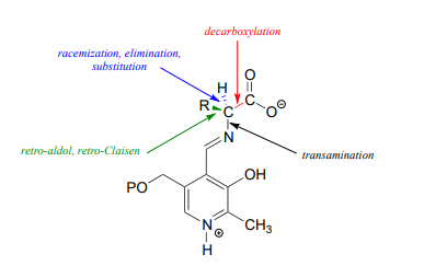 One bond undergoes decarboxylation, another bond undergoes racemization elimination substitution. the third one undergoes retro-aldol, retro-Claisen, and the last bond undergoes transamination. 