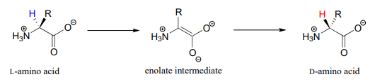 L-amino acid produces an enolate intermediate which then produces D-amino acid. 