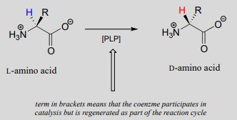 L-amino acid reacts with PLP to produce D-amino acid. PLP participates in catalysis but is regenerated as part of the reaction cycle. 