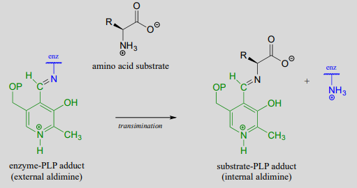 Enzyme-PLP adduct (external aldimine) and amino acid substrate undergo transimination to produce substrate-PLP adduct (internal aldimine) and an enzyme with NH3 plus. 