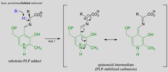 Base is positioned behind substrate on the substrate-PLP adduct to produce quinonoid intermediate (PLP-stabilized carbanion). 