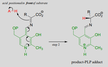 Acid positioned in front of substrate to produce produce-PLP adduct. 