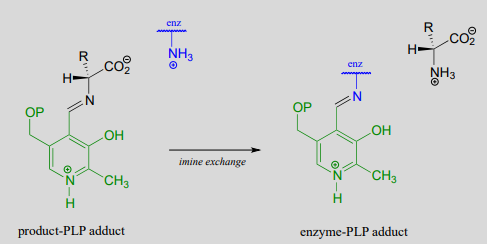 Product-PLP adduct and the enzyme with NH3 plus undergo imine exchange to produce enzyme-PLP adduct