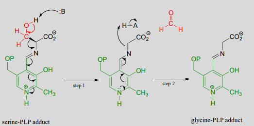 El aducto serina-PLP produce un intermedio y formaldehído. El intermedio produce aducto glicina-PLP.