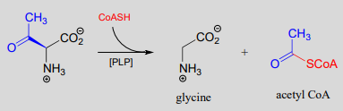 Glycine and acetyl CoA are produced. 