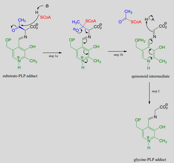 El aducto sustrato-PLP produce un intermedio. El intermedio produce acetil CoA y quinonoide intermedio. El quinonoide intermedio produce aducto glicina-PLP.