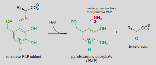 Substrate-PLP adduct reacts with water to produce a-keto acid and pyridoxamine phosphate (PMP) where the amino group has been transferred to PLP. 