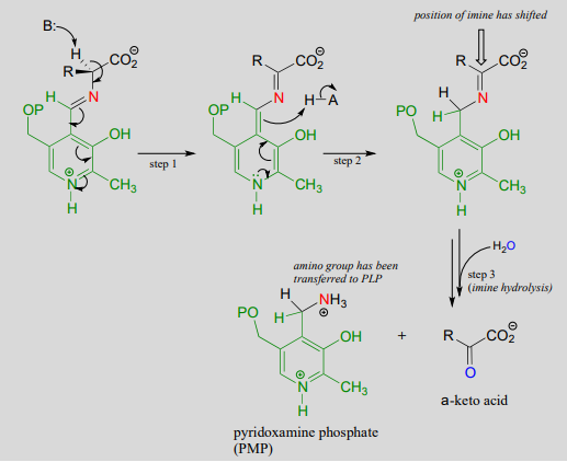 El segundo intermedio muestra que la posición de la imina se ha desplazado y se somete a hidrólisis de imina para producir PMP y a-ceto-ácido.