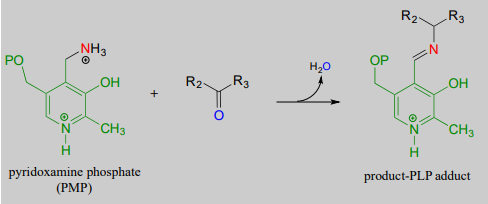 PMP y una cetona o aldehído reaccionan con agua para producir aducto Produce-PLP.