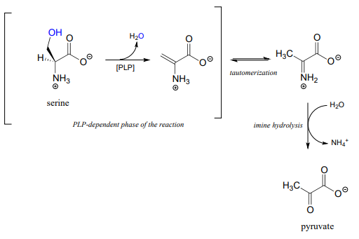 Serine reacts with PLP to produce water and an intermediate. The intermediate undergoes tautomerization to produce a second intermediate. The second intermediate undergoes imine hydrolysis by reacting with water to produce NH4 plus and pyruvate. 