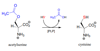 Acetylserine reacts with HS minus and PLP to produce and ester and cysteine.  