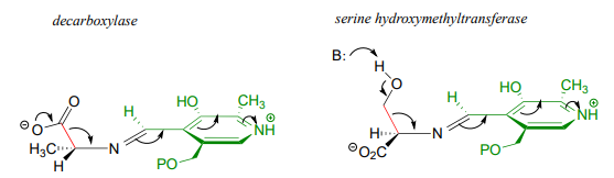 Decarboxylase and serine hydroxymethyltransferase. 