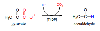 pyruvate reacts with H plus and ThDP to produce carbon dioxide and acetaldehyde. 