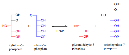 Xylulose-5-phosphate and ribose-5-phosphate react with ThDP to produce glyceraldehyde-3-phosphate and sedoheptulose-7-phosphate. 