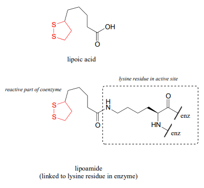 Bond line drawings of lipoic acid and lipoamide. The reactive part of the coenzyme is highlighted in red while the lysine residue in the active site is boxed on lipoamide. 