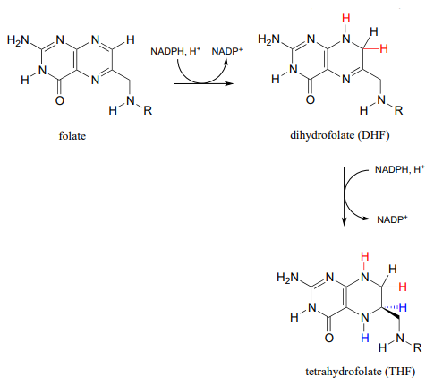 Folate reacts with NADPH and H plus to produces NADP plus and dihydrofolate (DHF). Dihydrofolate reacts with NADPH and H plus to produce NADP plus and tetrahydrofolate (THF). 