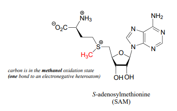 Bond line drawing of S-adenosylmethionine (SAM). Carbon is in the methanol oxidation state. One bond to an electronegative heteroatom. 