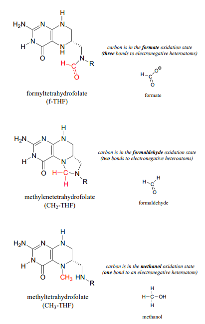 Bond line drawings of Formyltetrahydrofolate (f-THF), methylenetrahydrofolate (CH2-THF), and methyltetrahydrofolate (CH3-THF). For f-THF caron is in the formate oxidation state (three bonds to electronegative heteroatoms. in CH2-THF, carbon is in the formaldehyde oxidation state (two bonds to electronegative heteroatoms). Inf CH3-THF, carbon is in the methanol oxidation state (one bond to an electronegative heteroatom). 