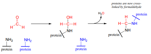 Las proteínas no están reticuladas por formaldehído.